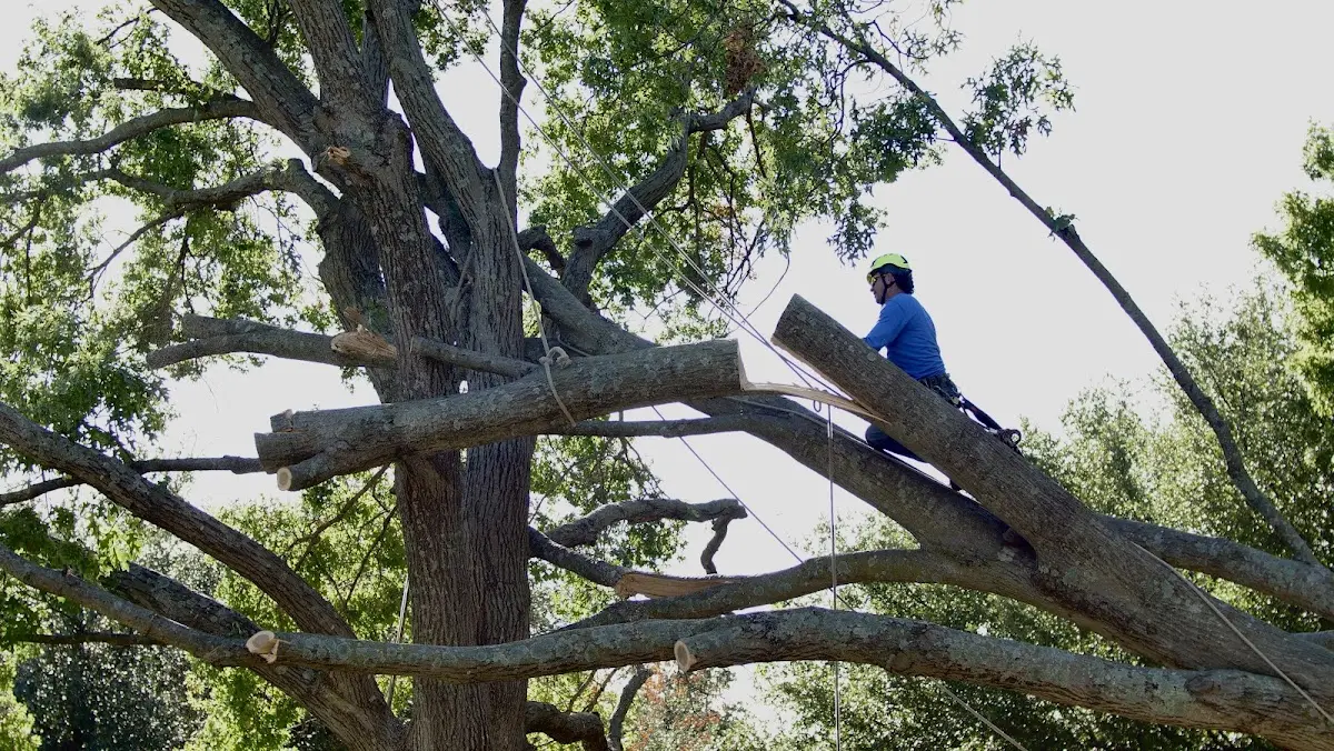 Professional Crown Thinning performed by certified arborists in Campbellsburg