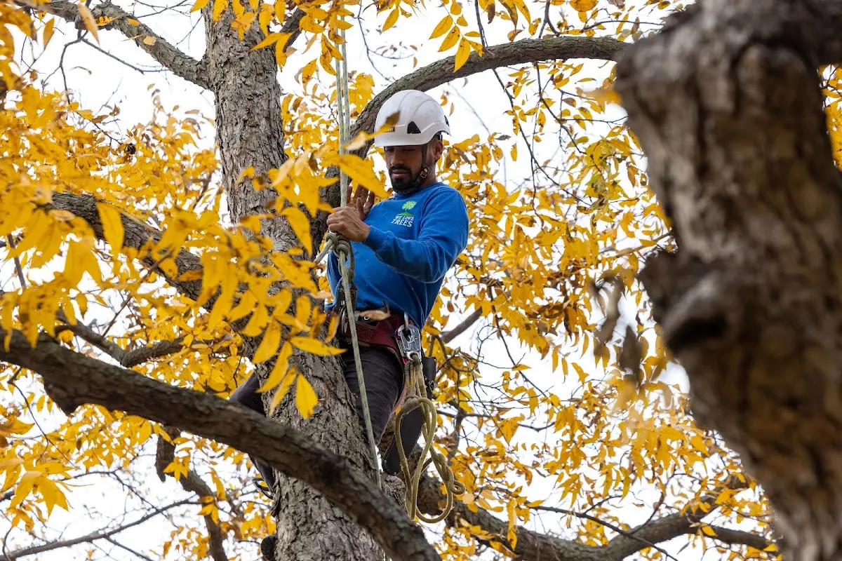 Skilled Tree Planing crew working in Campbellsburg
